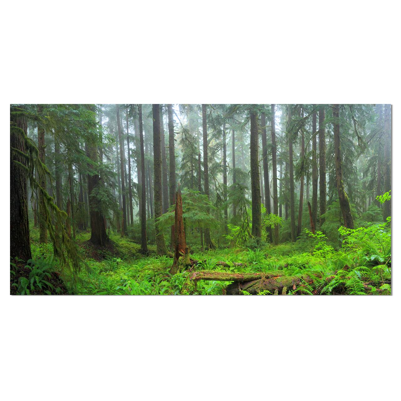 Designart - Hoh Rain Forest - Landscape Photography Canvas Art Print